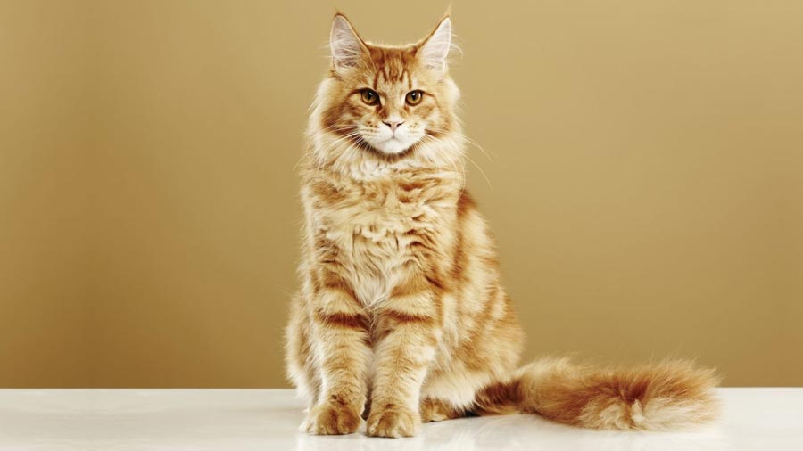 Maine Coon (Face, Golden)