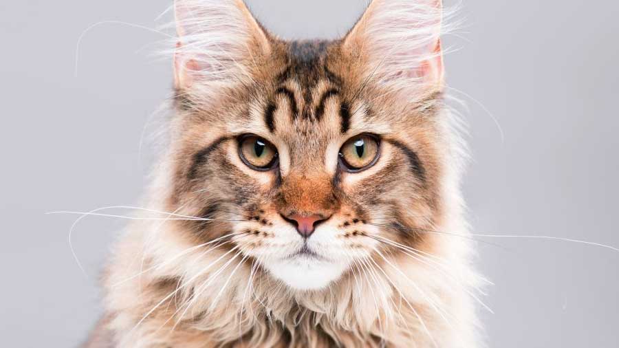 Maine Coon (Muzzle, Black & Gray)