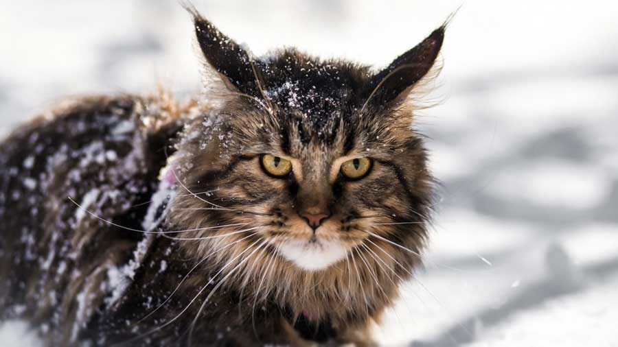 Maine Coon (Face, Muzzle)