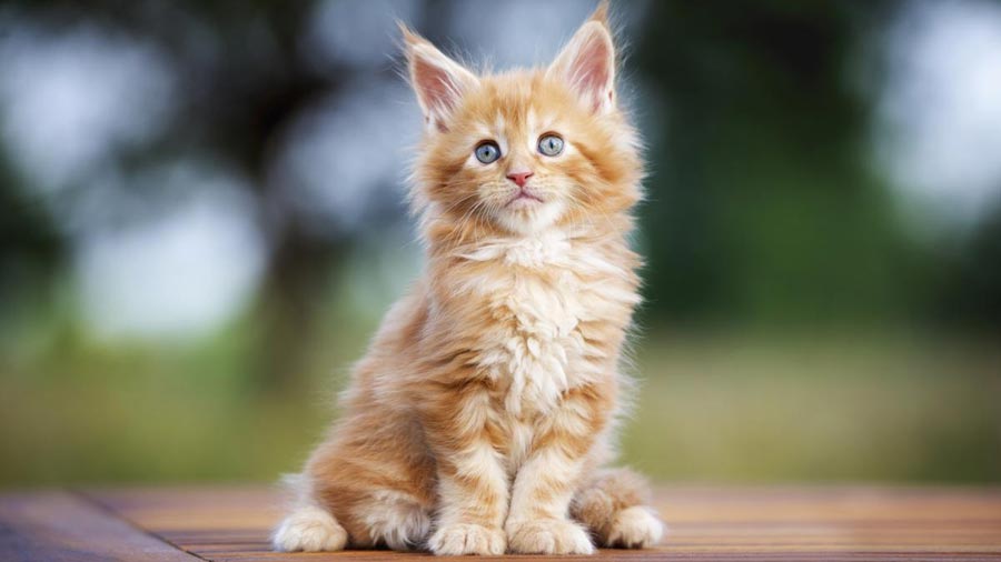 Persian cat Kitten (Sitting, Golden & White)