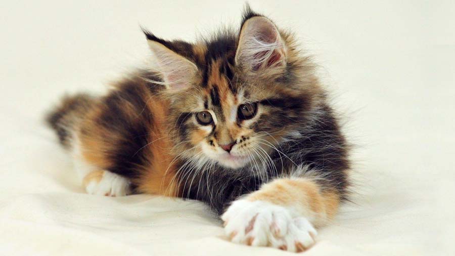 Persian cat Kitten (Lying, Golden & Black)