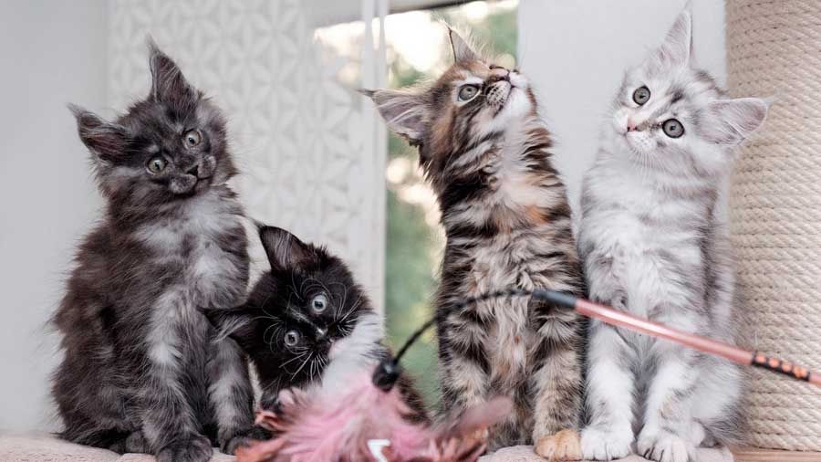 Persian cat Kitten (Kittens, Sitting)