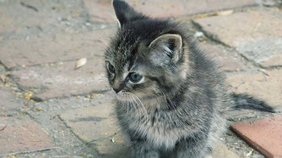 Asian cat Kitten (Sitting, Muzzle)