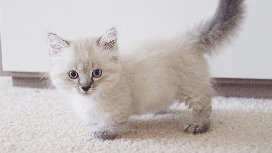 Munchkin Kitten (Lilac, Side View)
