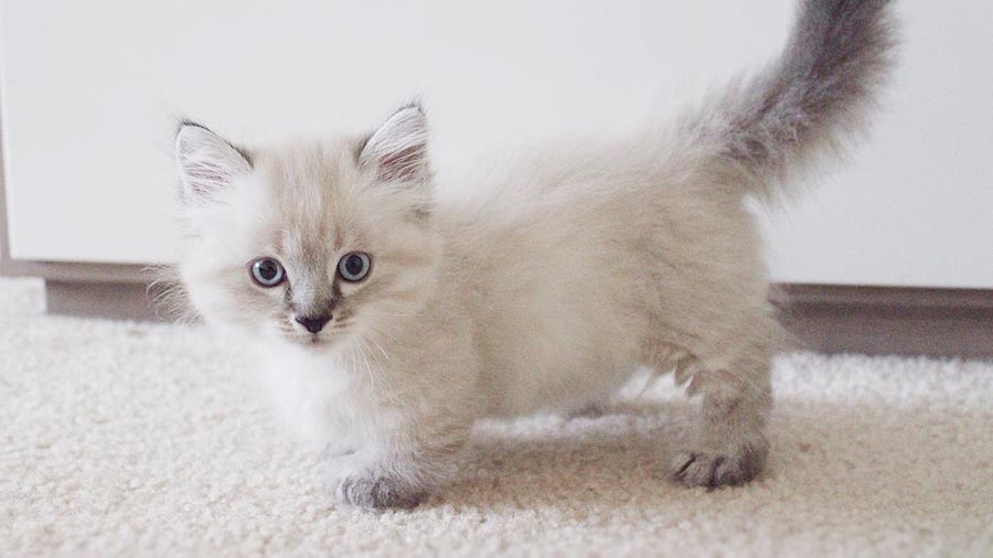 Fluffy Munchkin Cat