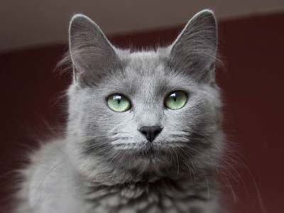 Nebelung