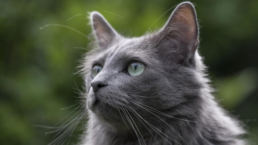 33+ Nebelung cat intelligence cat pics, cats, cute cats