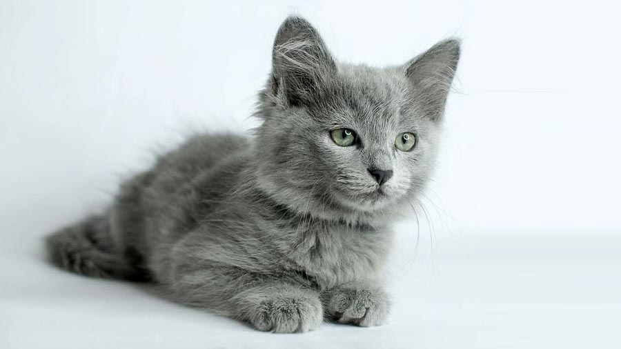 48+ Average lifespan of a nebelung cat Cat Images [HD]