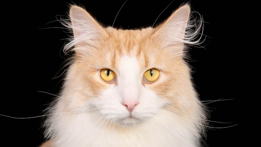 Norwegian Forest Cat (Face, Red & White)
