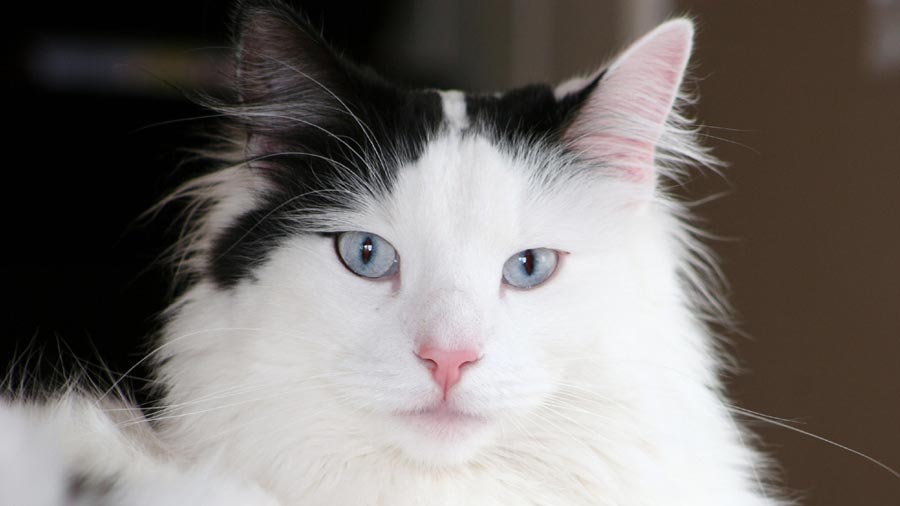 Norwegian Forest Cat Price, Personality, Lifespan