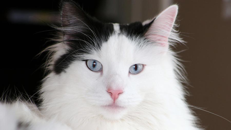 Norwegian Forest Cat (Face, Black & White)