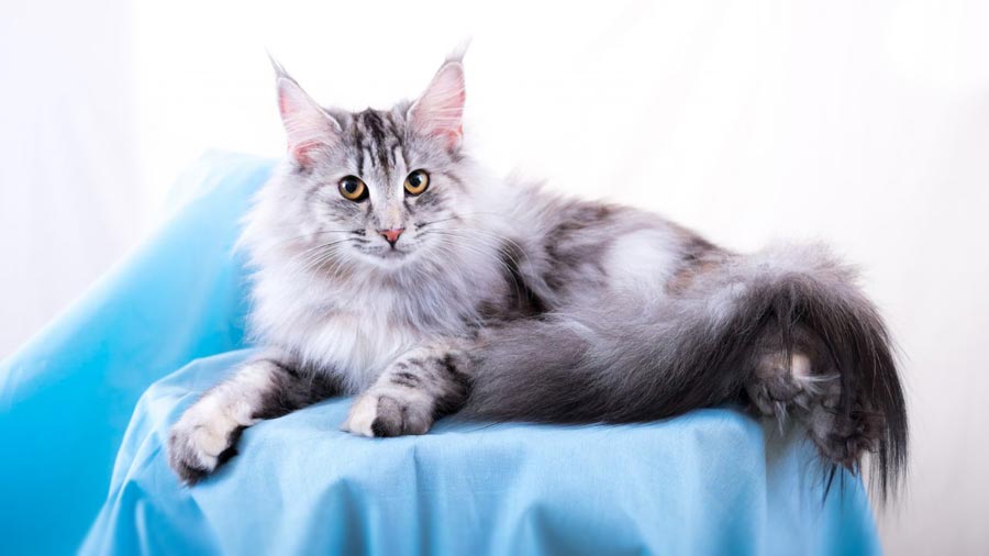 Norwegian Forest Cat (Lying, Side View)