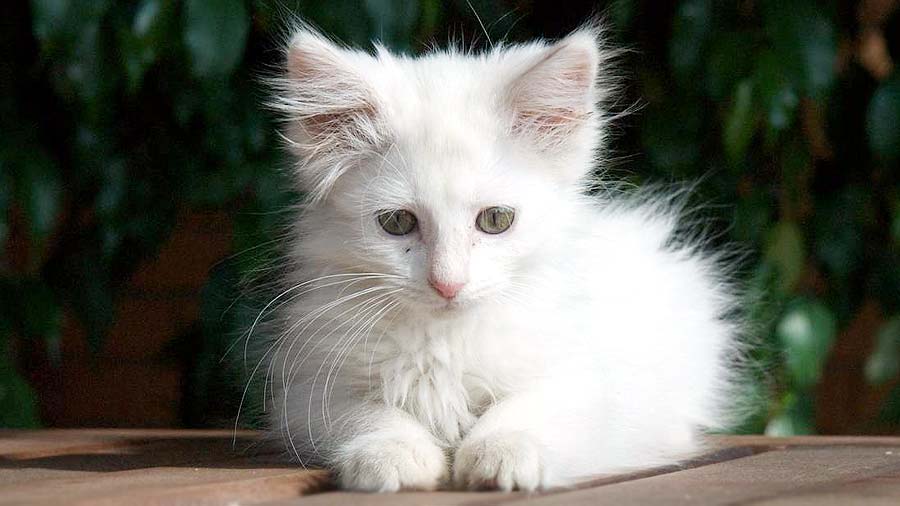 Norwegian Forest Cat Kitten (Lying, White)