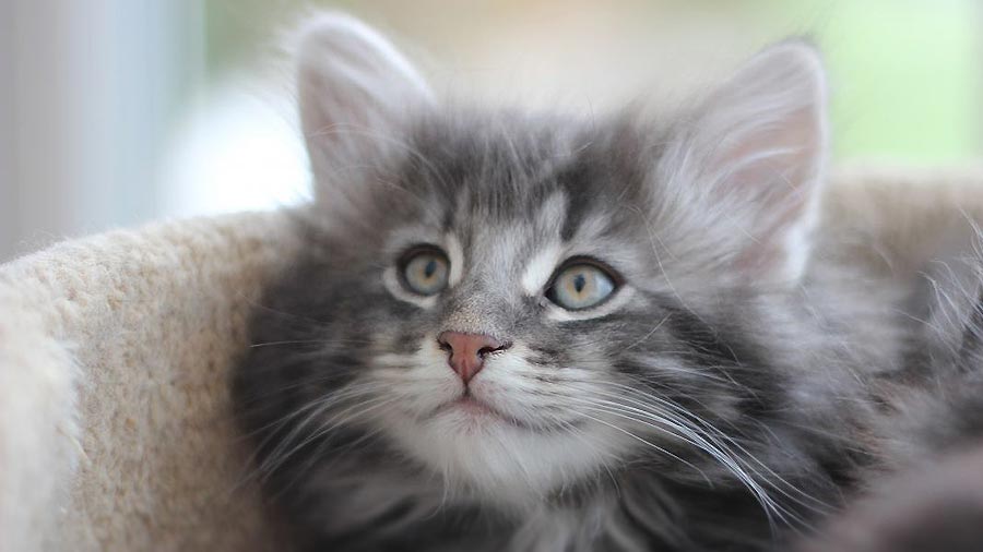 Norwegian Forest Cat Kitten (Face, Muzzle)