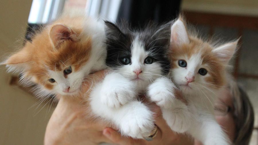 Norwegian Forest Cat Kitten (Kittens, Red & White & Black)