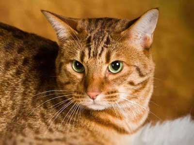 Ocicat