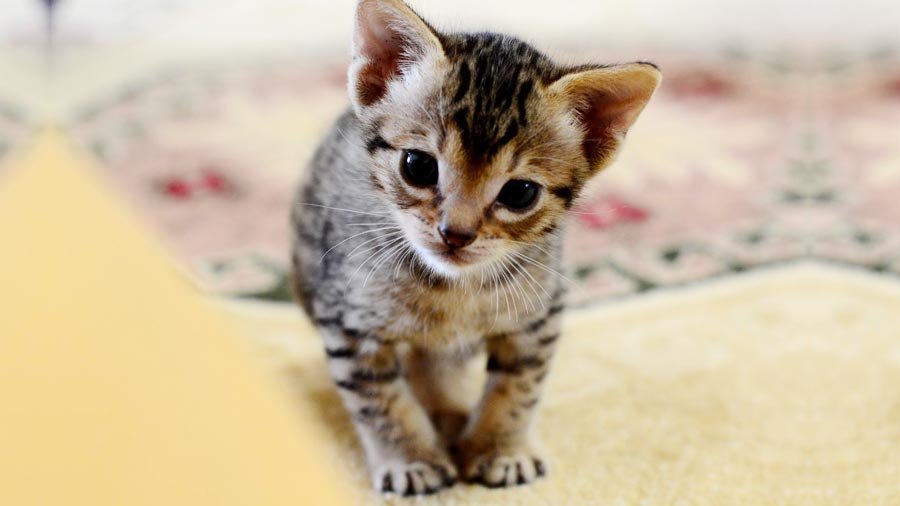 Ocicat Kitten (Face, Muzzle)