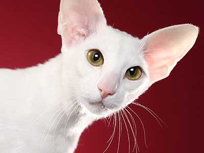 White Cat Breeds, Cute White Cats