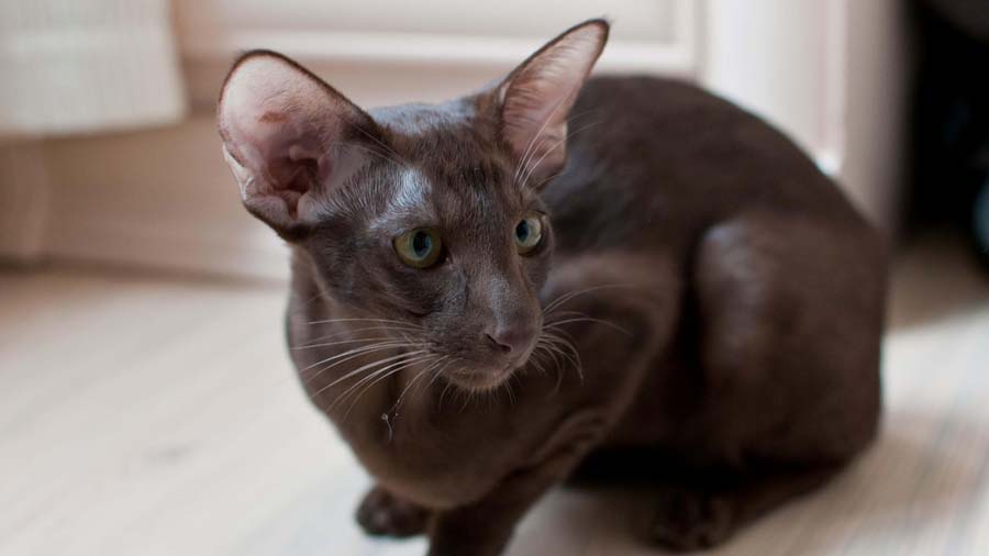 37+ Oriental shorthair average price Best Cute Cat Photos