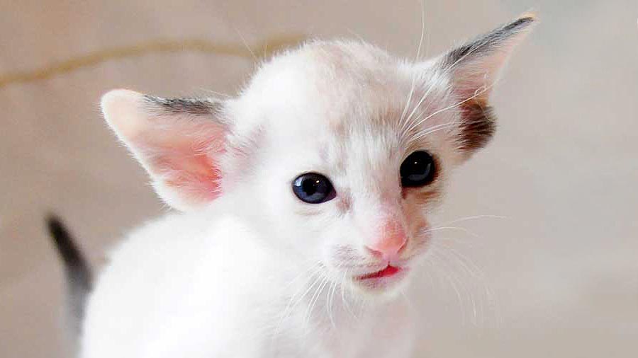 Oriental Kitten (Face, Muzzle)