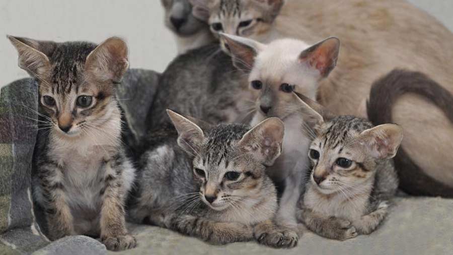 Oriental Kitten (Kittens, Face)