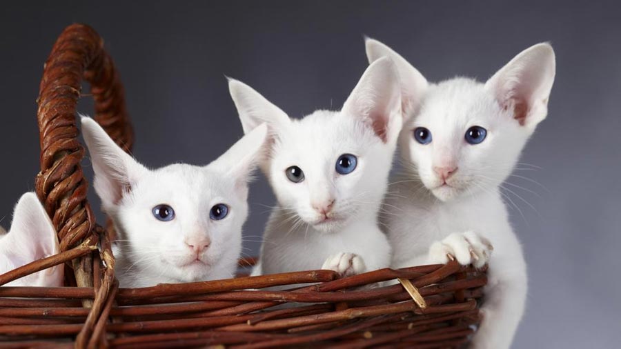 Oriental Kitten (Kittens, White)