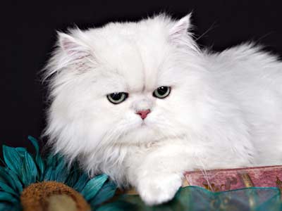 Persian cat