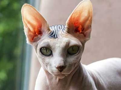 Peterbald