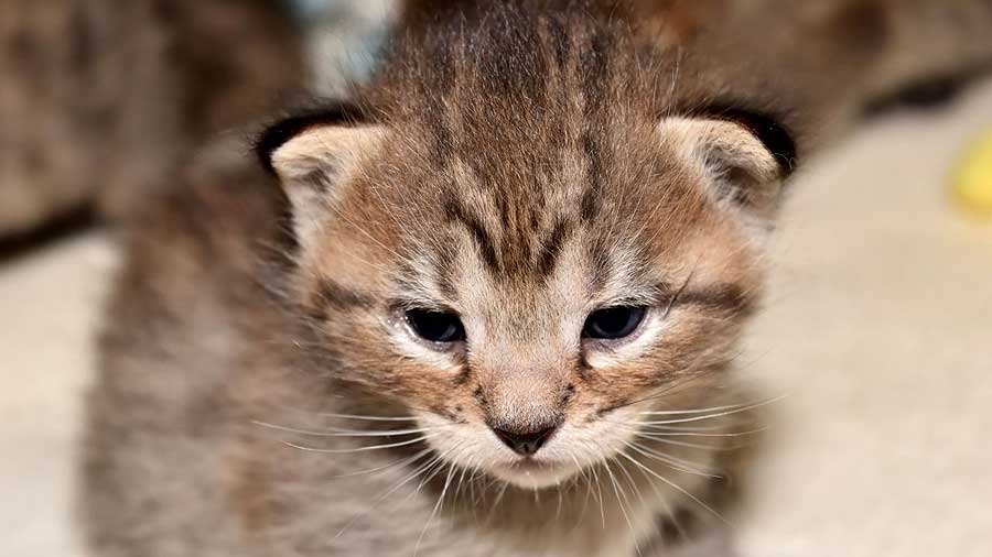 Pixie-bob Kitten (Face, Muzzle)