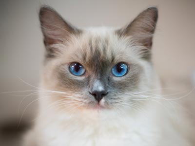 Ragdoll