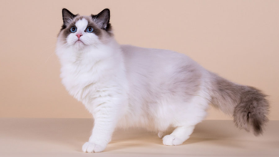 Ragdoll (Standing, Side View)