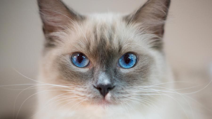 Ragdoll (Face, Muzzle)