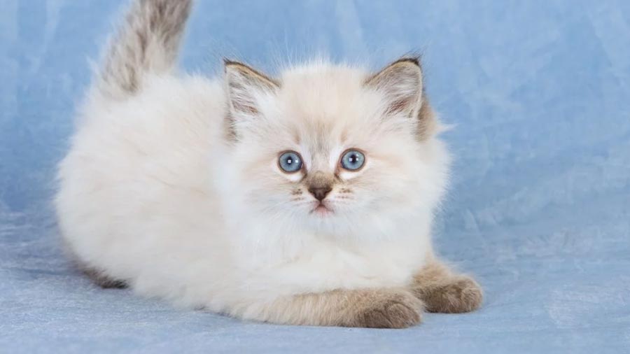 Ragdoll Kitten (Lying, Side View)