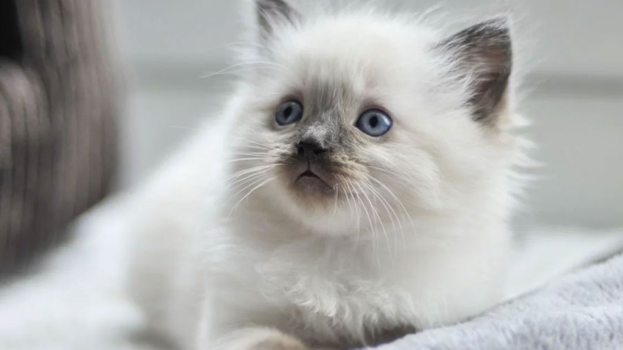 Ragdoll Kitten (Face, Muzzle)