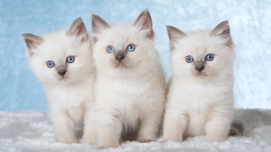 Ragdoll Kitten (Kittens, Sitting)