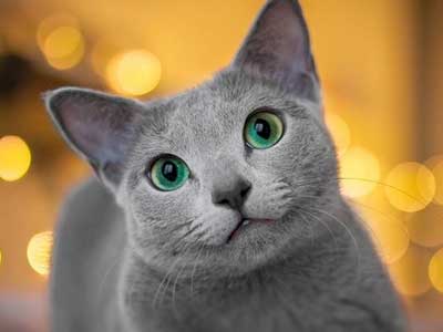 Russian Blue