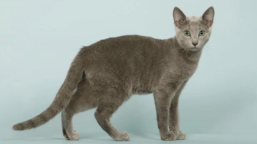 Russian Blue (Standing, Side View)