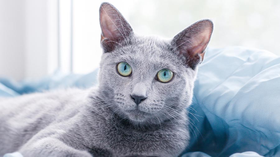 Russian Blue (Lying, Blue & Silver)