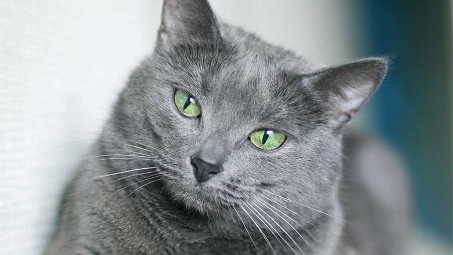 1. Russian Blue Kitten Breed Information, Pictures, Characteristics & Facts - wide 1