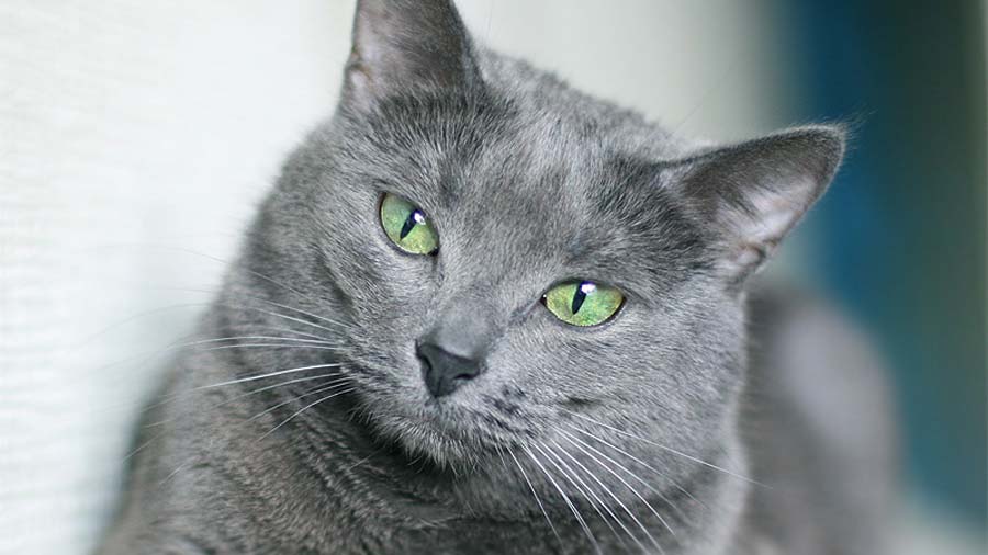 Russian Blue (Face, Blue)