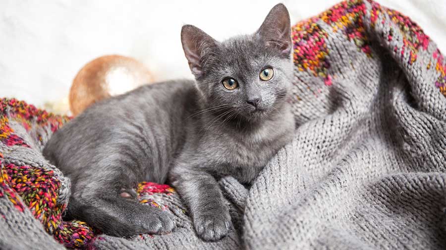 Russian Blue Kitten (Lying, Side View)