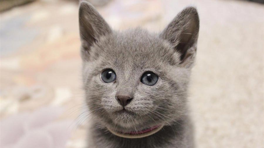 Russian Blue Kitten (Face, Muzzle)