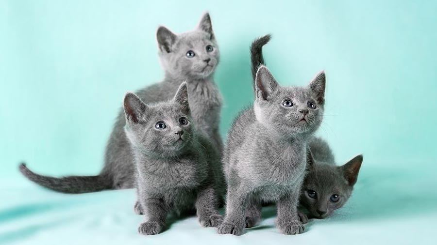 Russian Blue Kitten (Face, Standing)
