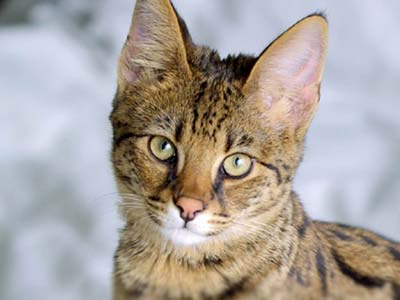 Savannah cat