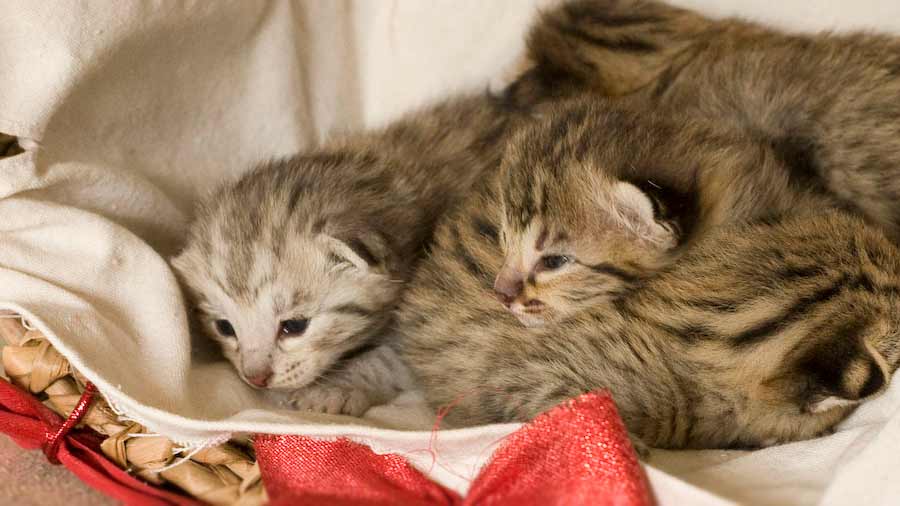 Savannah Kitten (Kittens, Brown Spotted Tabby)