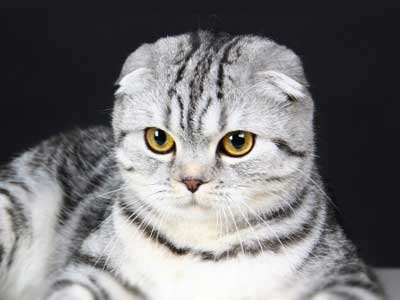 Scottish Fold