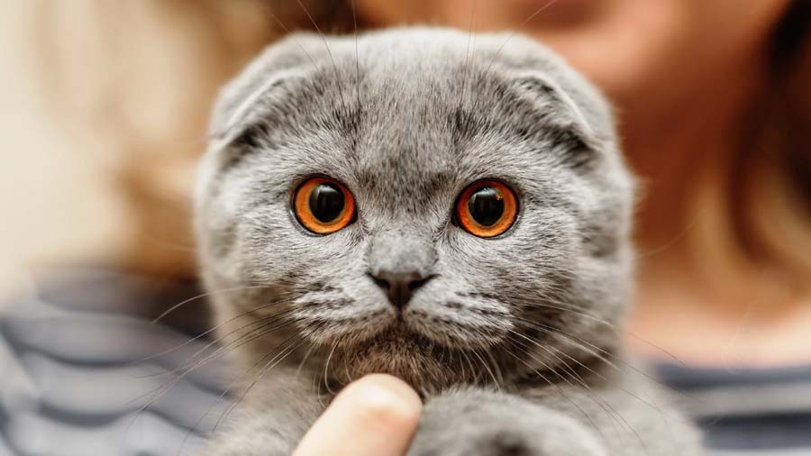 Scottish Fold (Face, Blue)