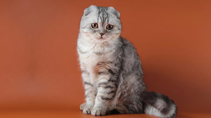 Scottish Fold (Sitting, Side View)