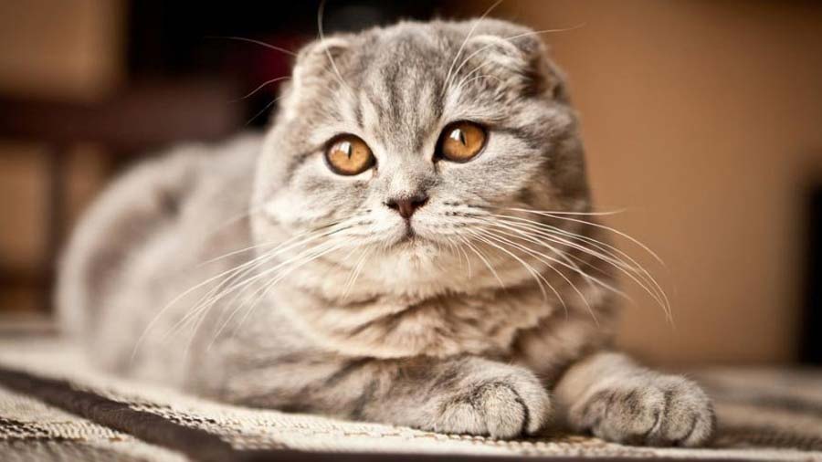 Scottish Fold (Face, Lying)