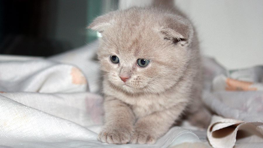 Scottish Fold Kitten (Face, Red)
